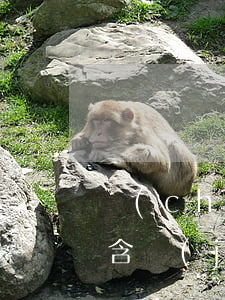 產(chǎn)假天數(shù)怎么算，包含節(jié)假日嗎？